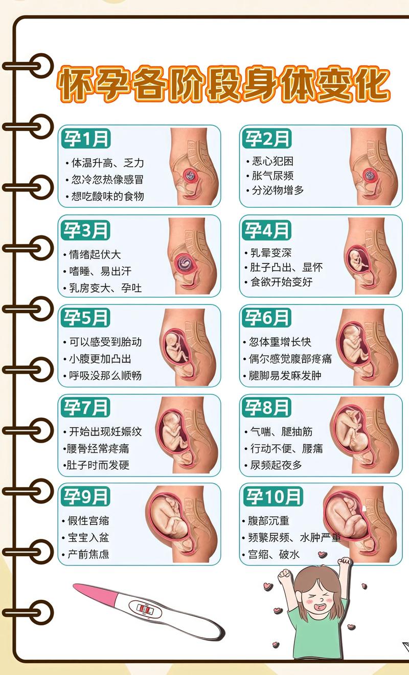 揭秘供卵代孕妈妈怀孕小腹分两节，孕期变化的奥秘昌吉代生机构: